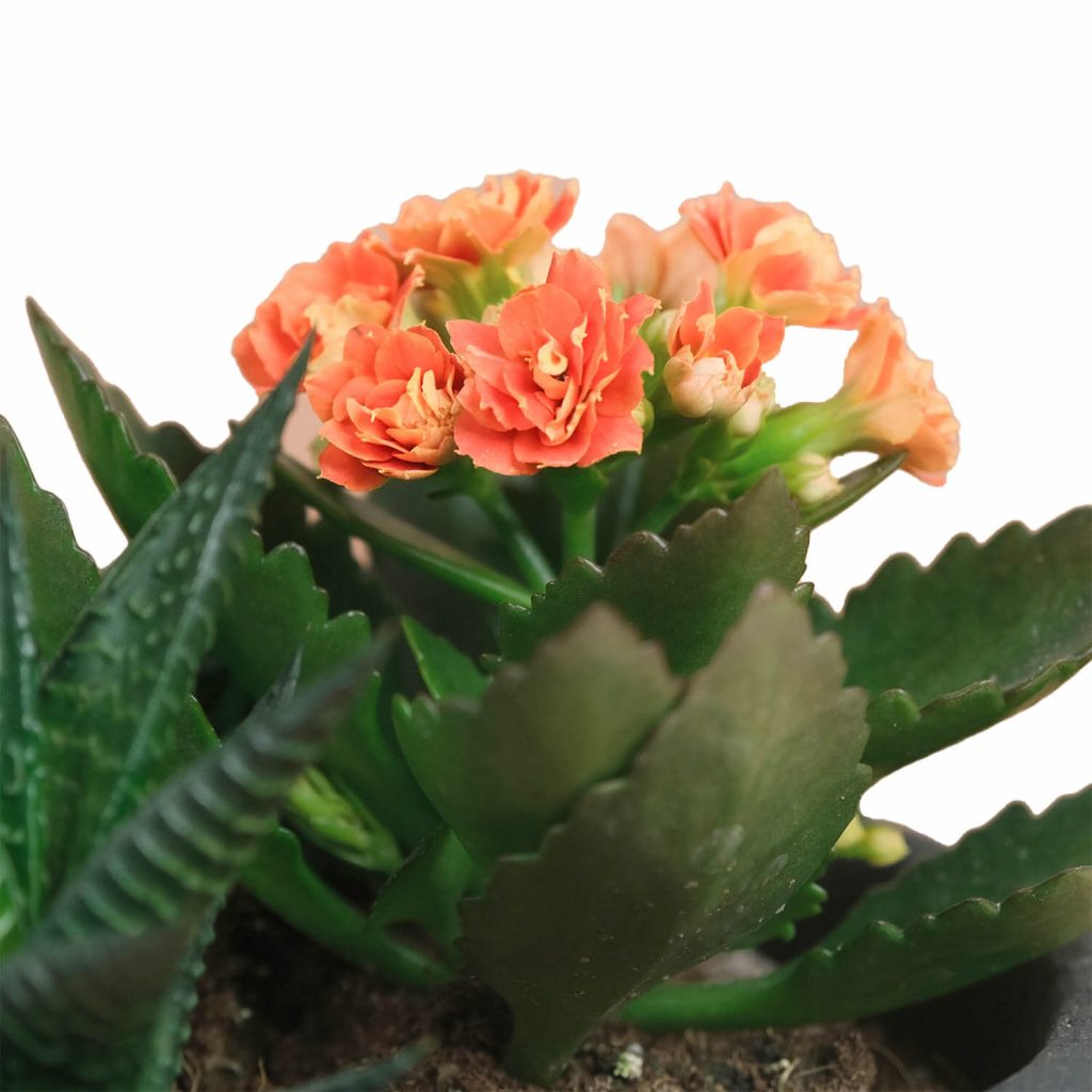 Sunrise - Sukulent & Turuncu Kalanchoe Aranjmanı Sunrise - Sukulent & Turuncu Kalanchoe Aranjmanı