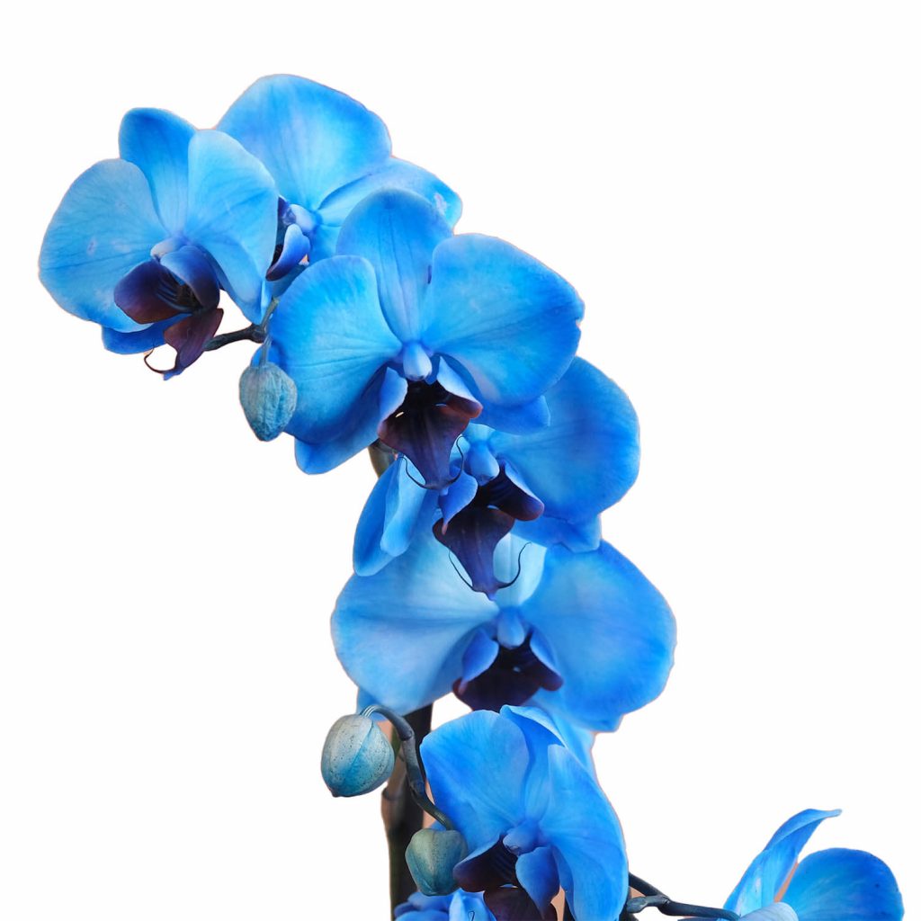 Royal Blue – Mavi Çift Dallı Orkide Royal Blue – Mavi Çift Dallı Orkide