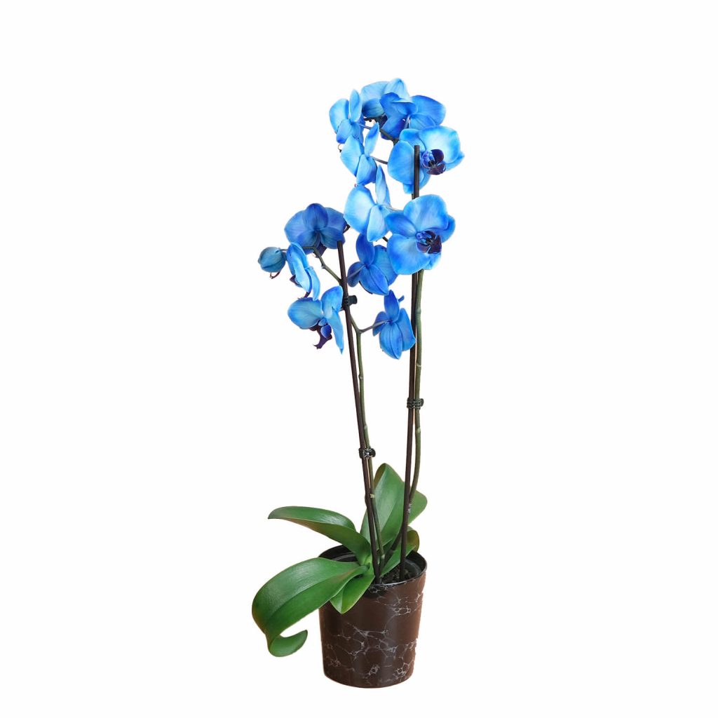 Royal Blue – Mavi Çift Dallı Orkide Royal Blue – Mavi Çift Dallı Orkide